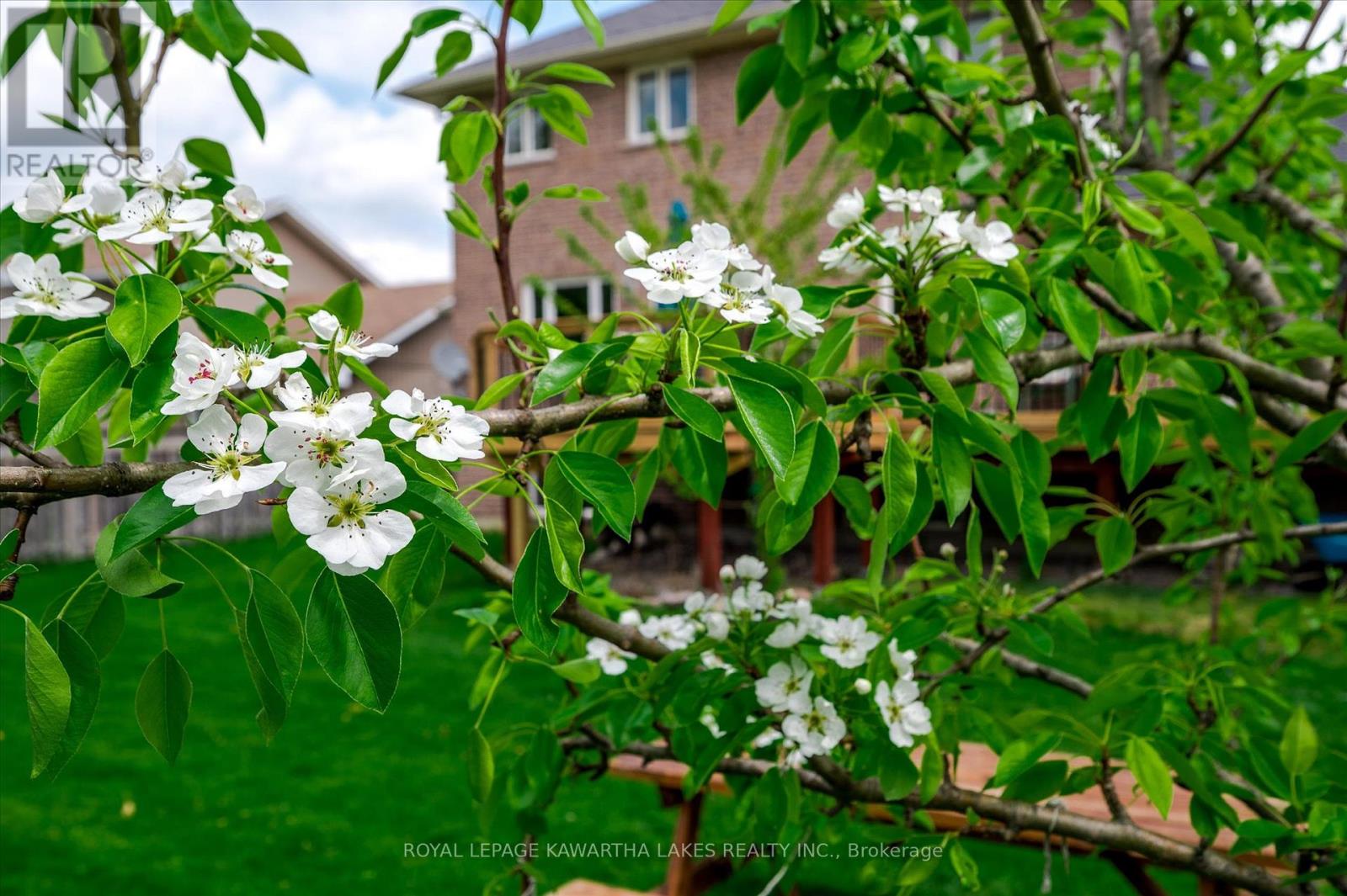 1 William Booth Crescent, Kawartha Lakes, Ontario  K9V 6E1 - Photo 48 - X12161671