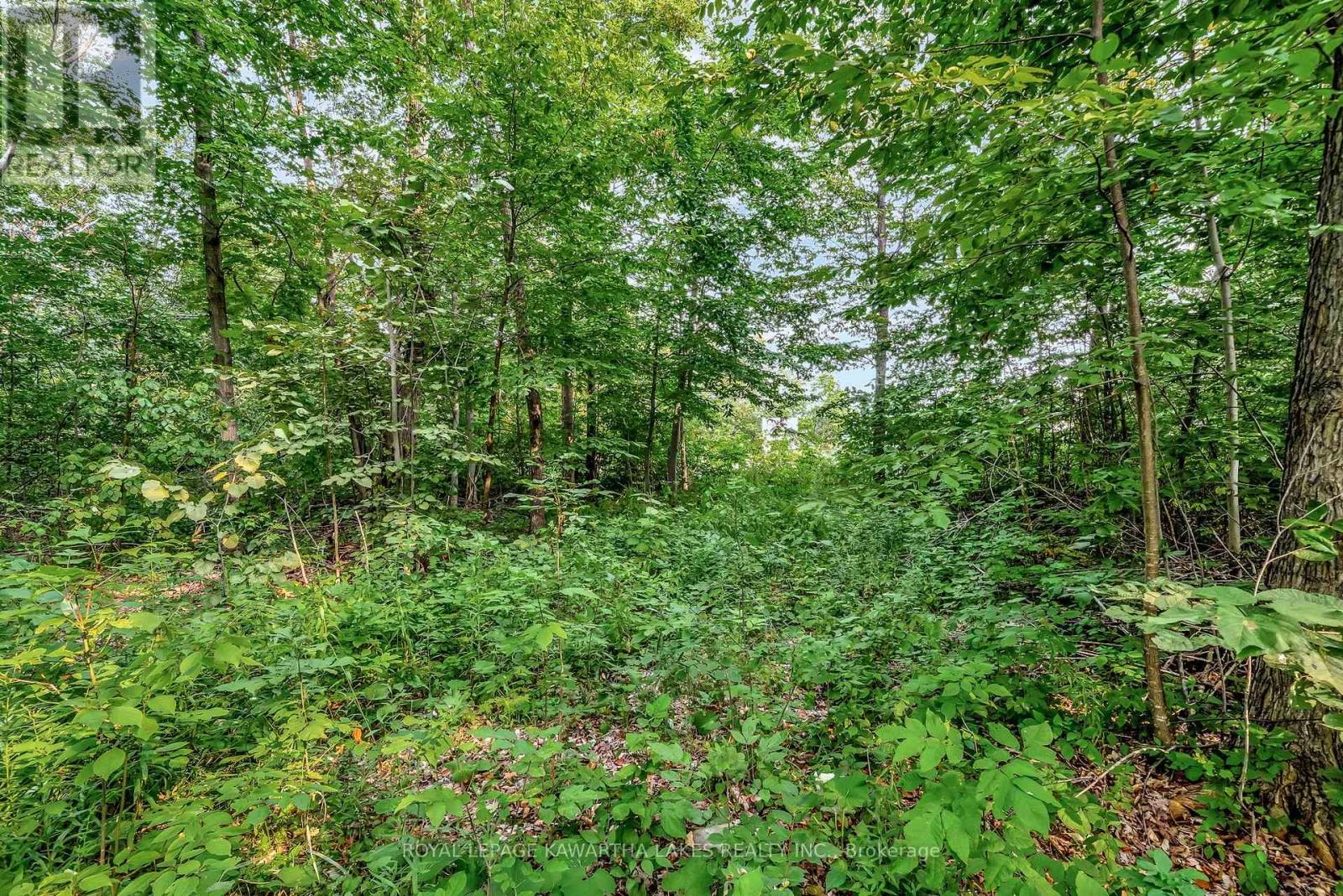 0 Cottingham Road, Kawartha Lakes, Ontario  K0L 2W0 - Photo 12 - X12339058