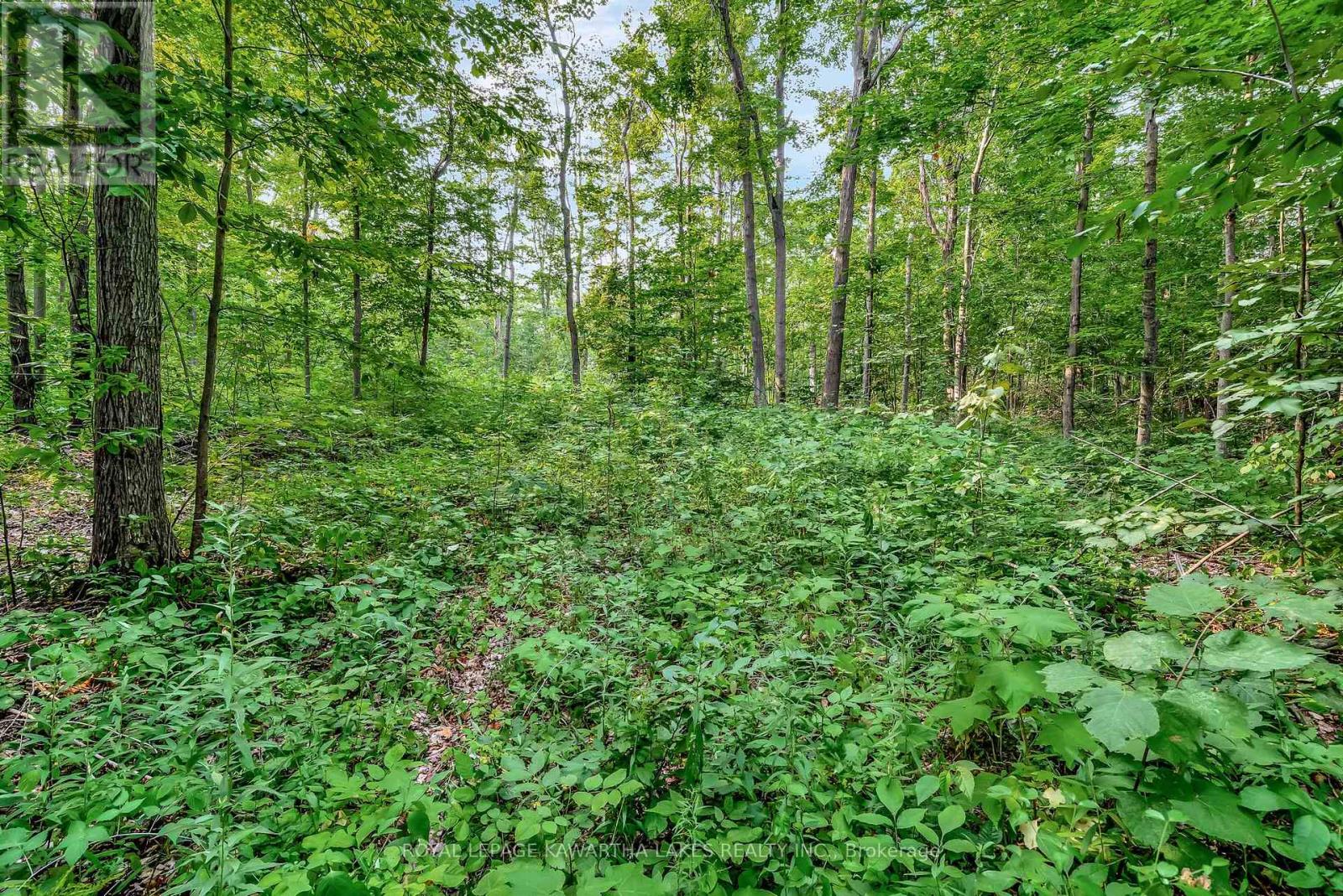 0 Cottingham Road, Kawartha Lakes, Ontario  K0L 2W0 - Photo 13 - X12339058