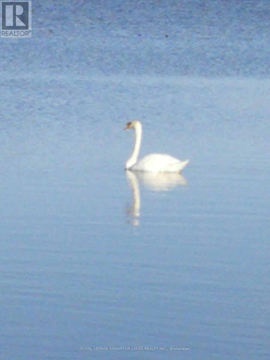 1 Bridle Road, Kawartha Lakes, Ontario  K9V 4R2 - Photo 49 - X12590478