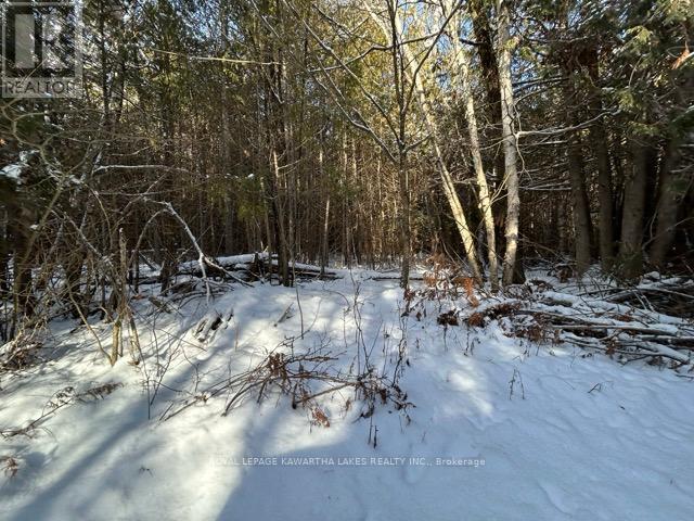 Ptlt 29 Concession 8, Kawartha Lakes, Ontario  K0M 1A0 - Photo 14 - X12601760