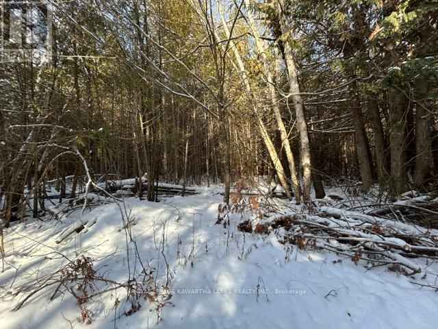 Ptlt 29 Concession 8, Kawartha Lakes, Ontario  K0M 1A0 - Photo 8 - X12601760