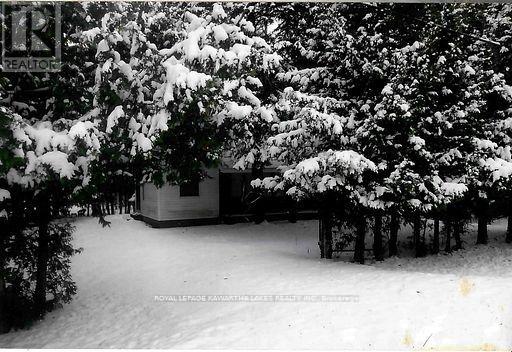 81 Mcguire Beach Road, Kawartha Lakes, Ontario  K0M 2B0 - Photo 14 - X12944454