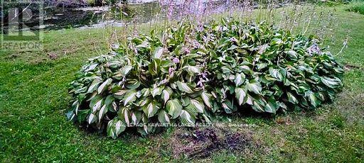 81 Mcguire Beach Road, Kawartha Lakes, Ontario  K0M 2B0 - Photo 42 - X12944454