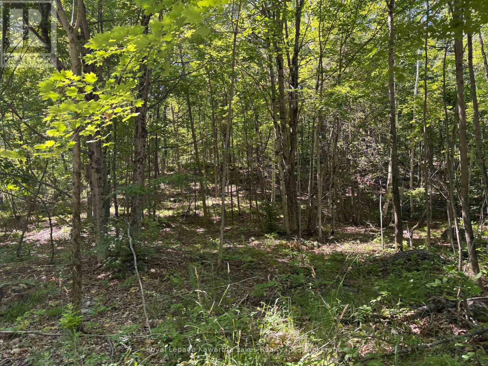 164 Sugar Bush Road, Kawartha Lakes, Ontario  K0M 2L0 - Photo 30 - X13582418